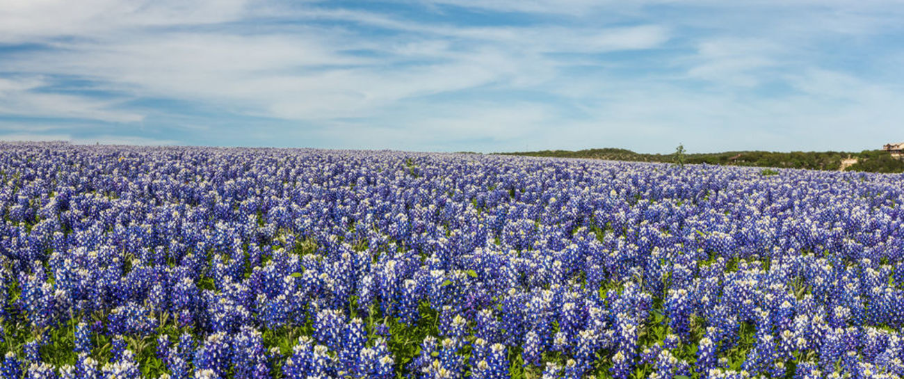 Bluebonnets