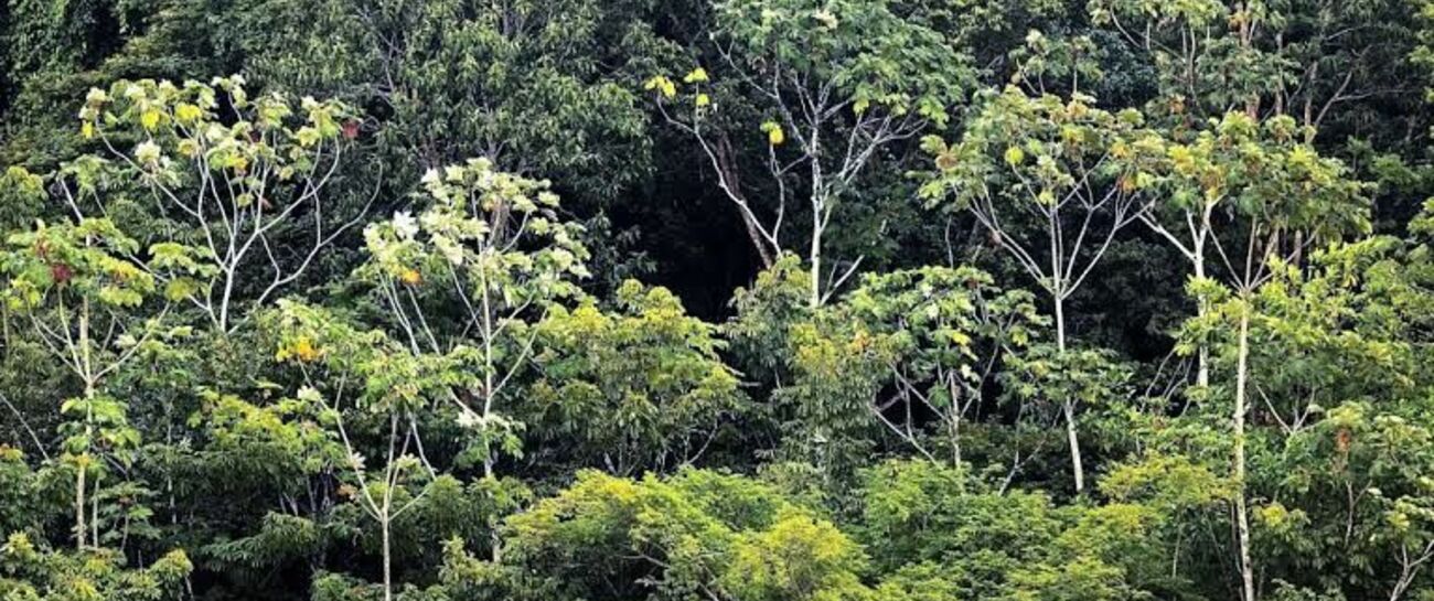 Amazon Calling.