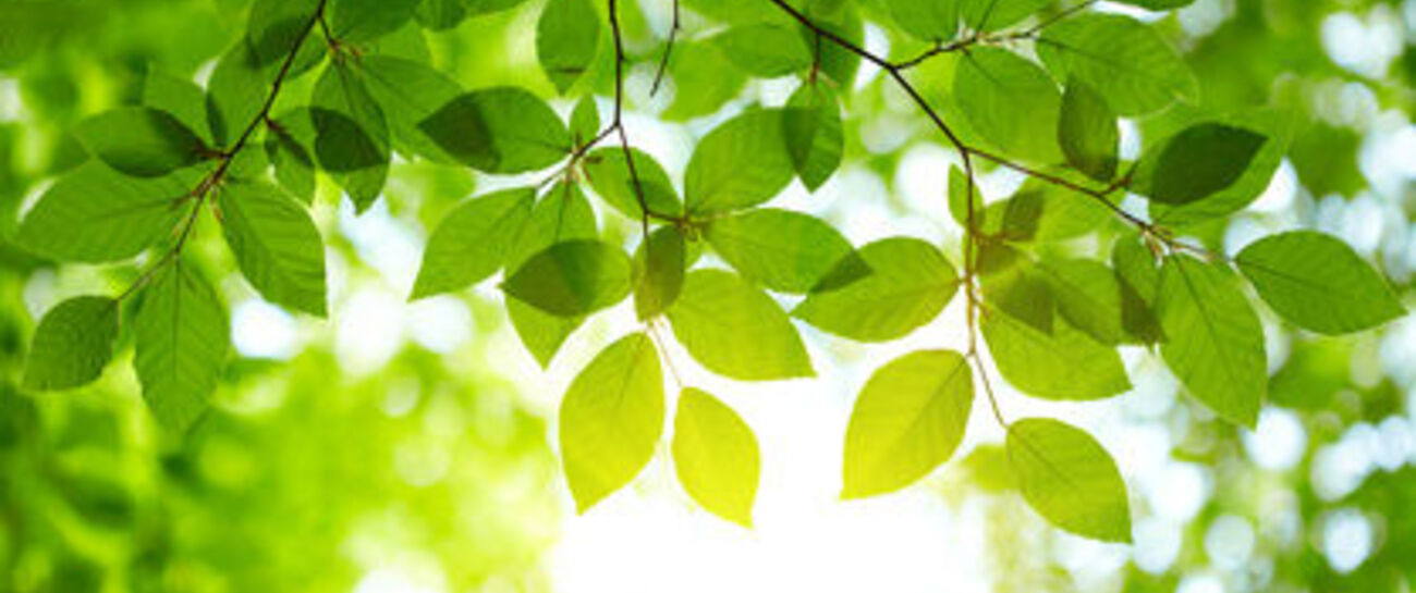 New Leaf