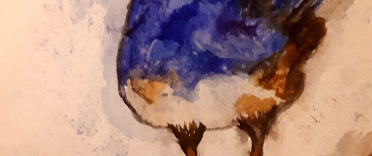 The Blue Wren