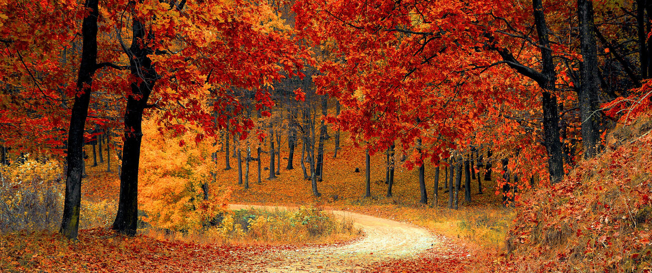 A Autumn day in life