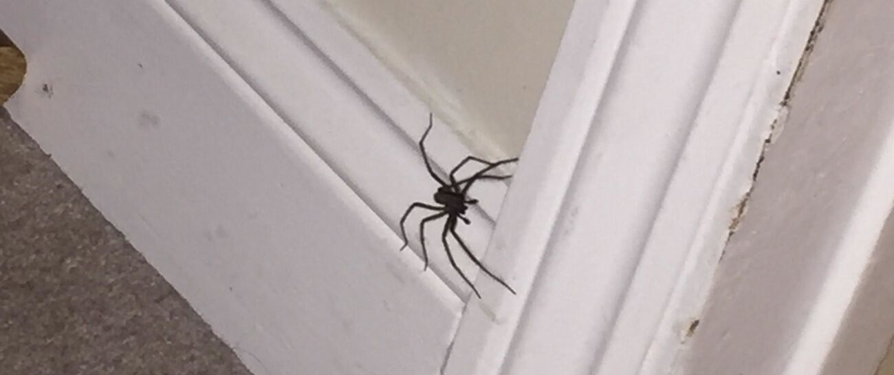 September spiders🕷