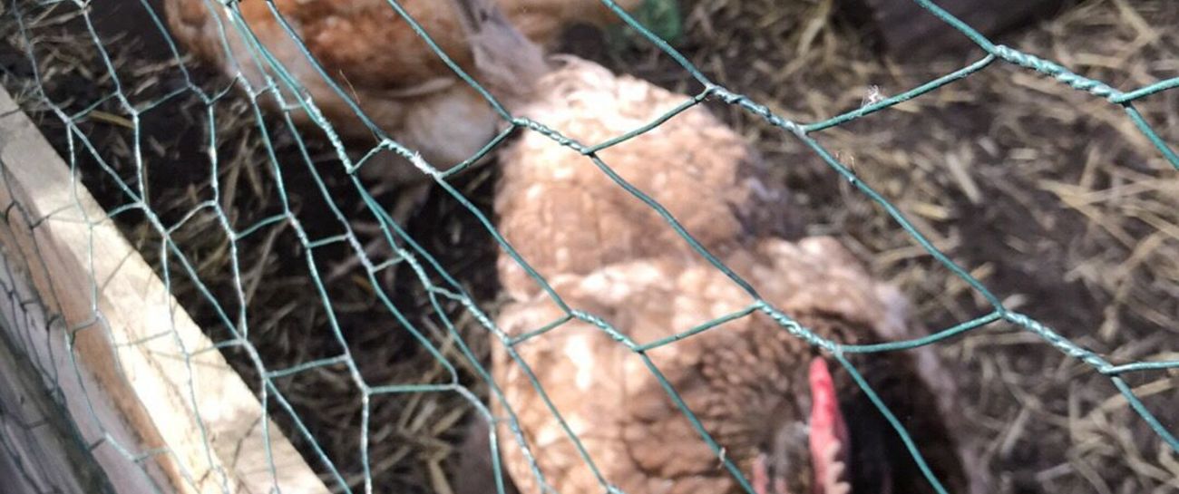 Lindsay’s Chickens 🐔🐔🐔