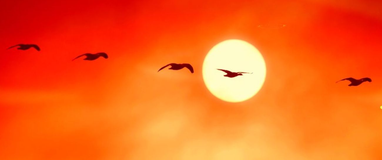Take Flight
