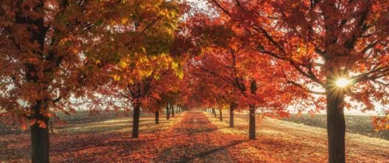 I Love The Autumn