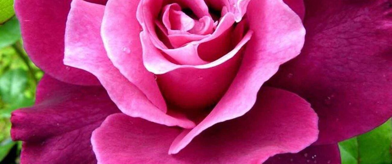 Pretty as a colourful bloom