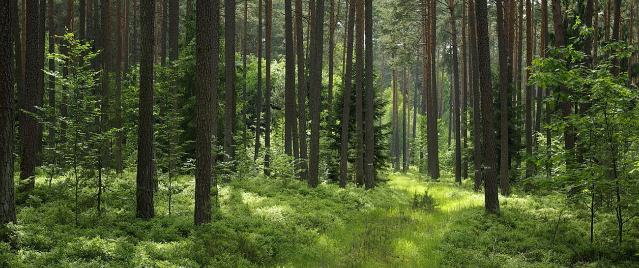 LOST IN THE FOREST