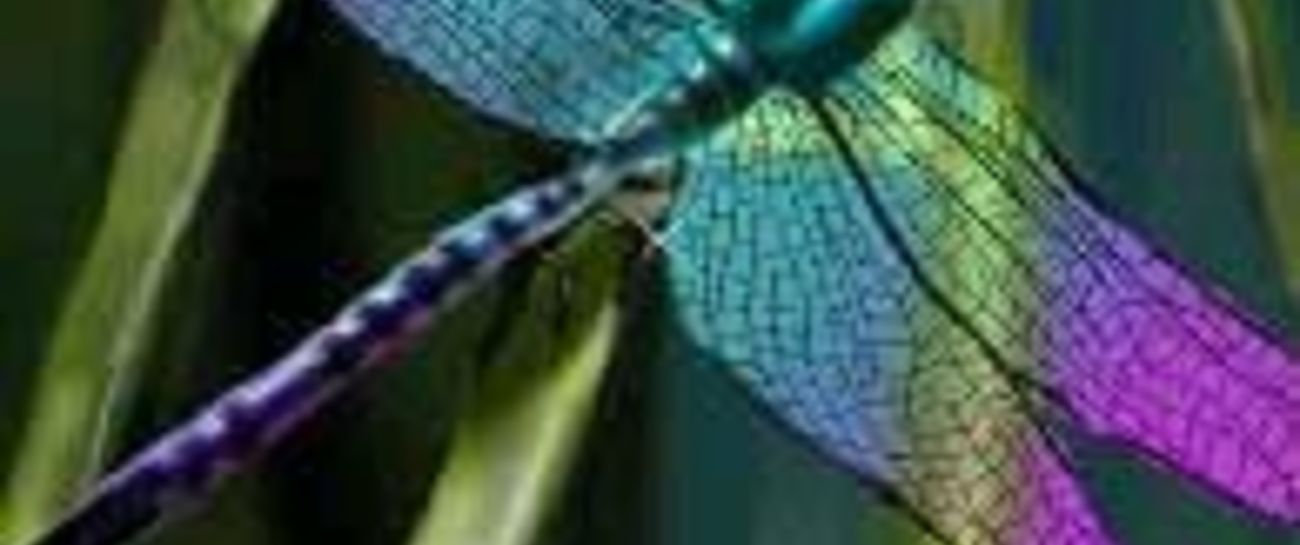 Dainty Dragonfly...