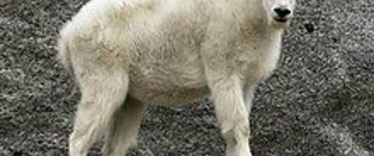 The lonesome mountain Goat