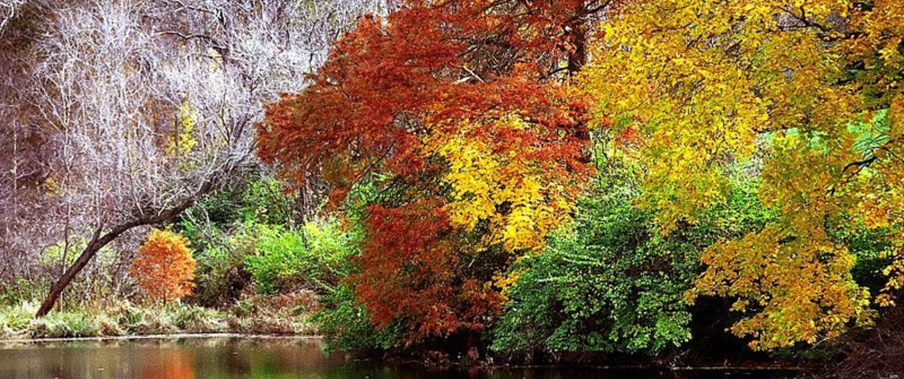 Autumnal changes 🍁