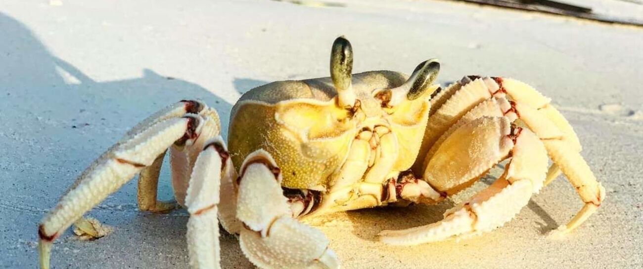 The Crab that got away