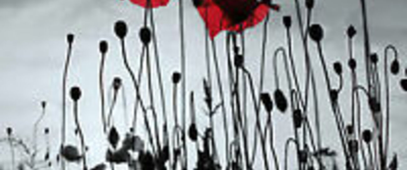 Scattered red poppies