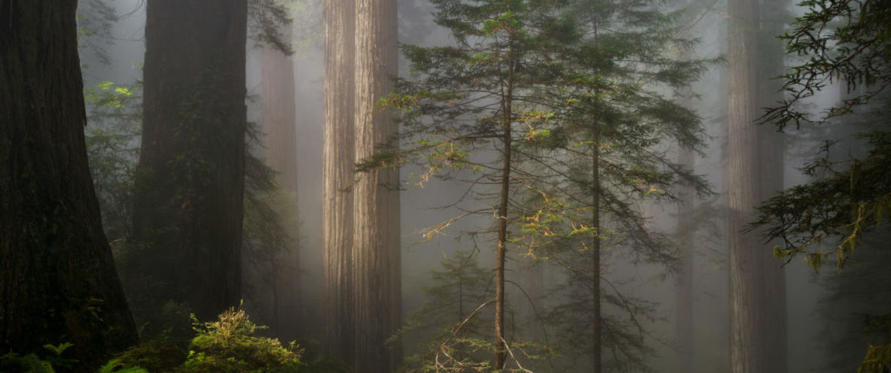 Old Growth