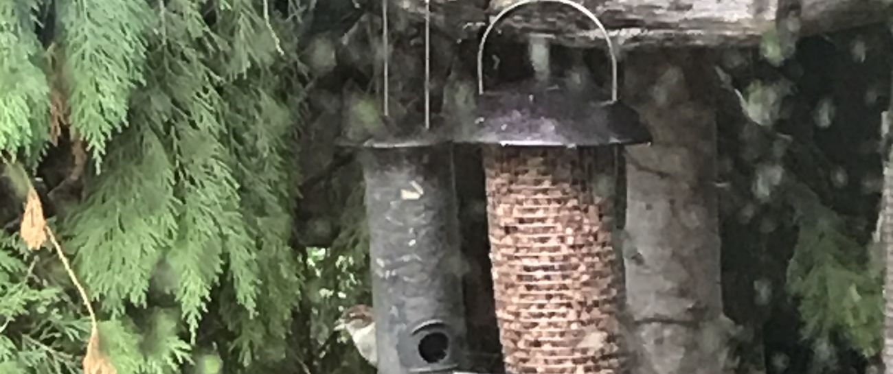 Pretty little Sparrow