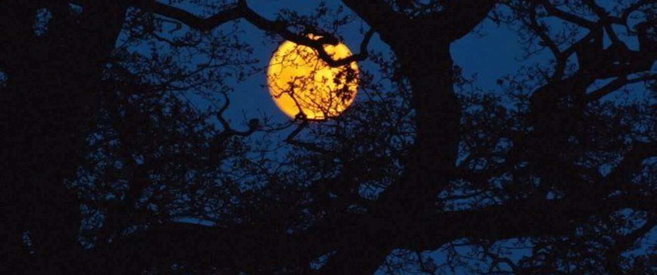 Beyond thy creaking boughs
