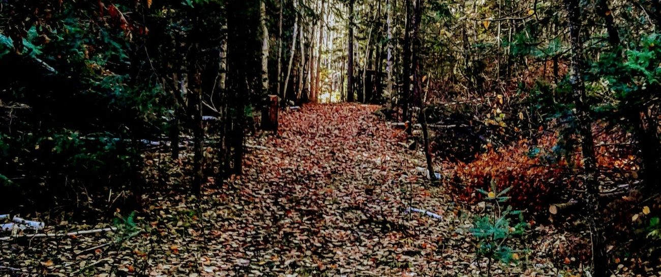 Autumn