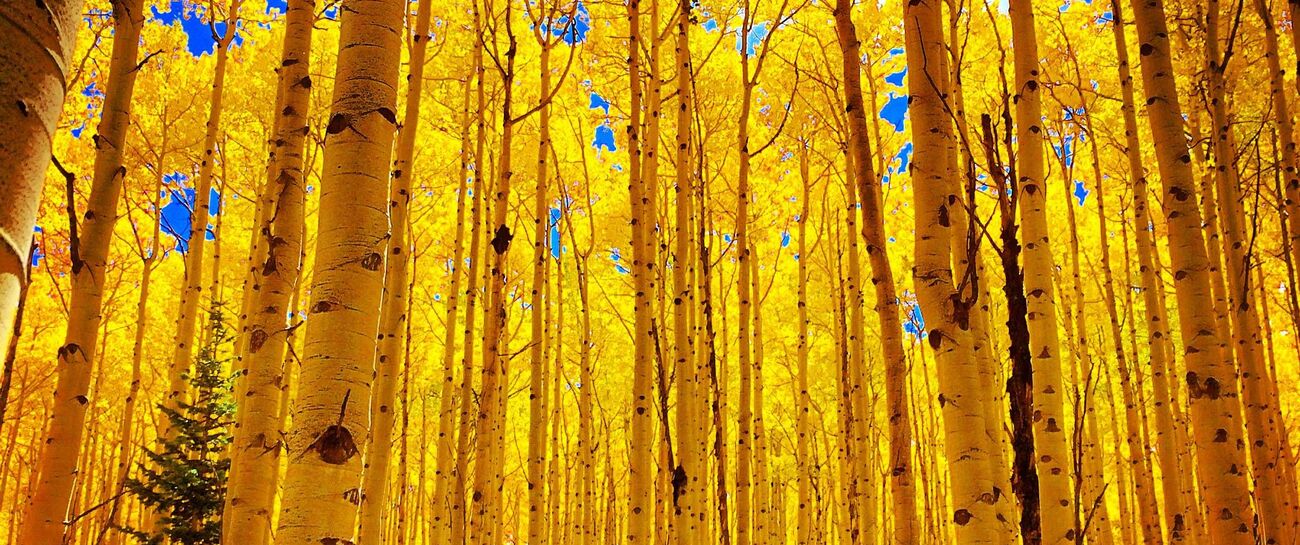 FALL