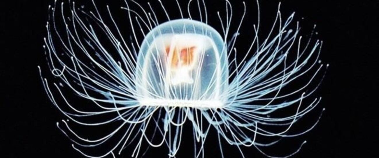Immortal Jellyfish
