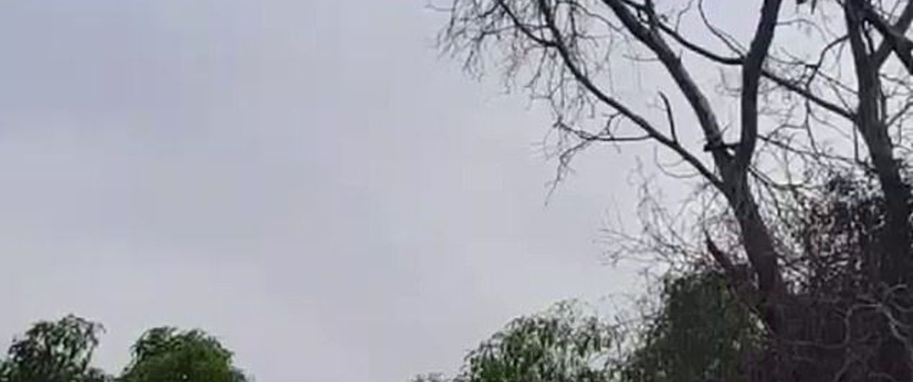 Said the Kookaburra to the Cobra 🤣