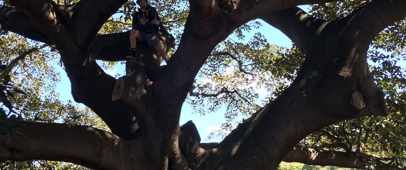 Trees of shade