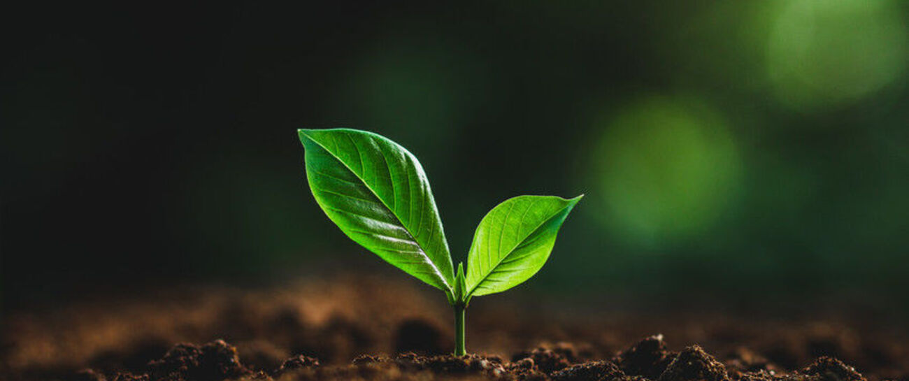 ~ THE DYING SEED ~