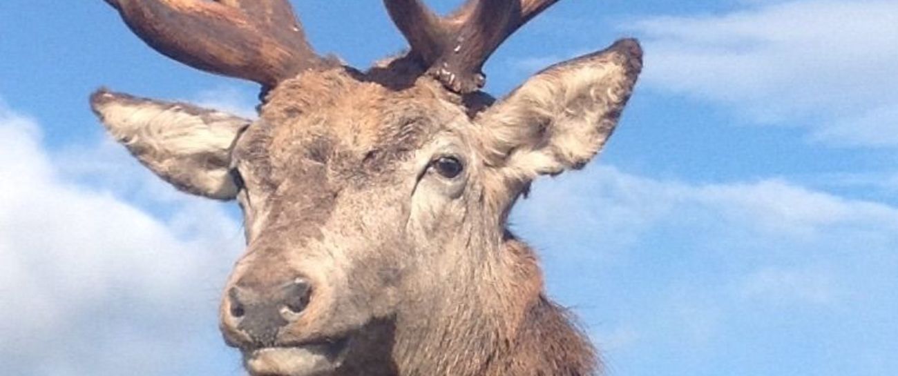 The Exmoor Emperor stag