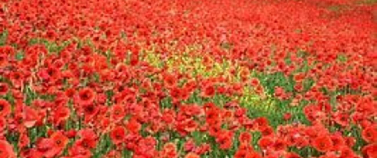 Blood Red