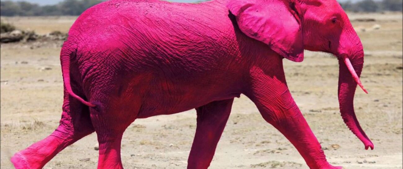 THE ELEPHANT IN THE PINK HOODIE