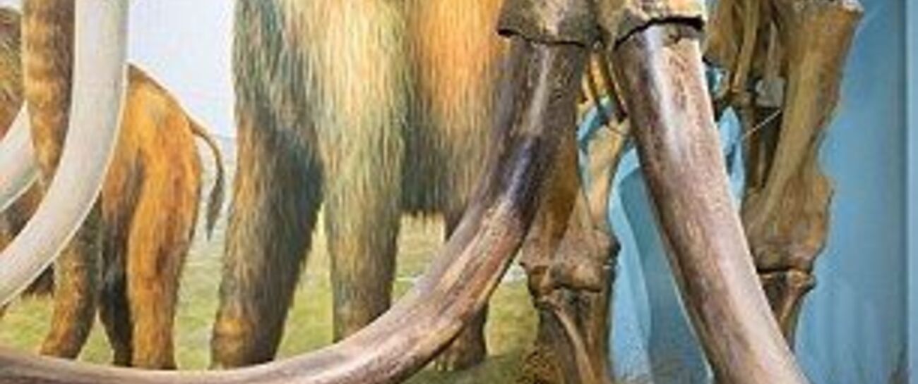 The Woolly Mammoth