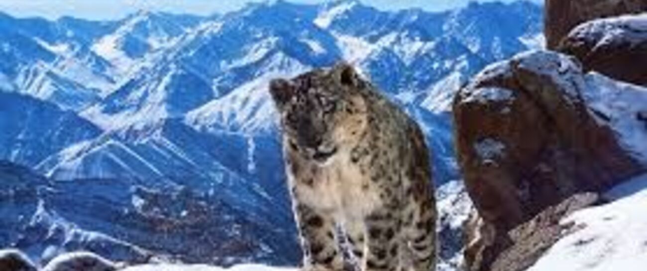 The Snow Leopard