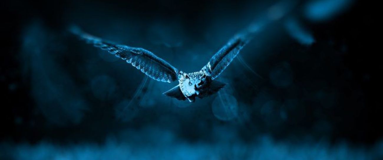 Nyctophobia V Nocturnal