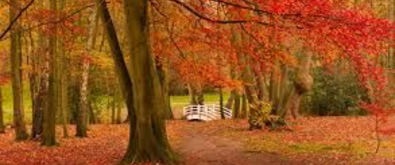 Autumn Leaves