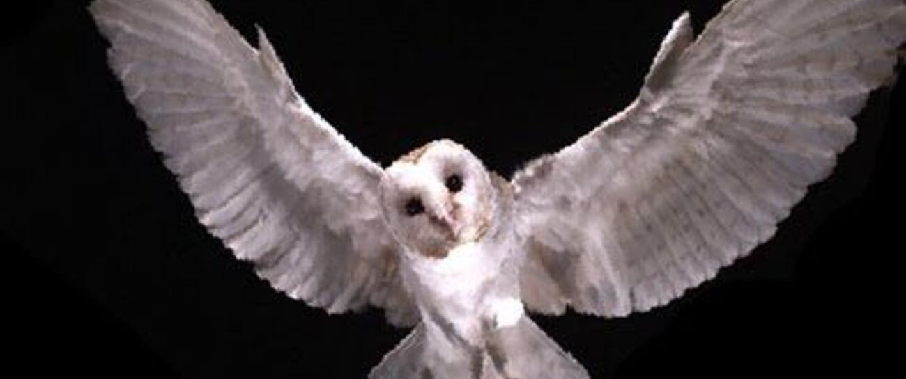 The Owl