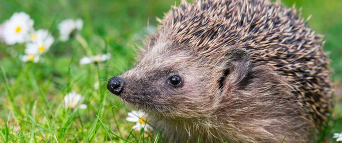 The Hedgehog