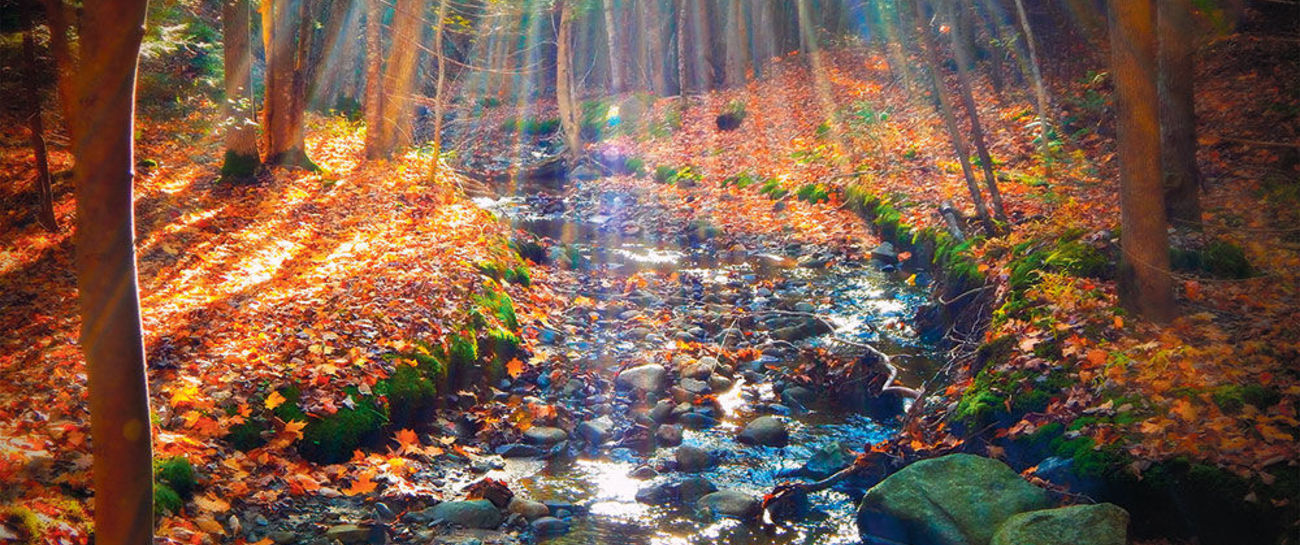 Autumn Song