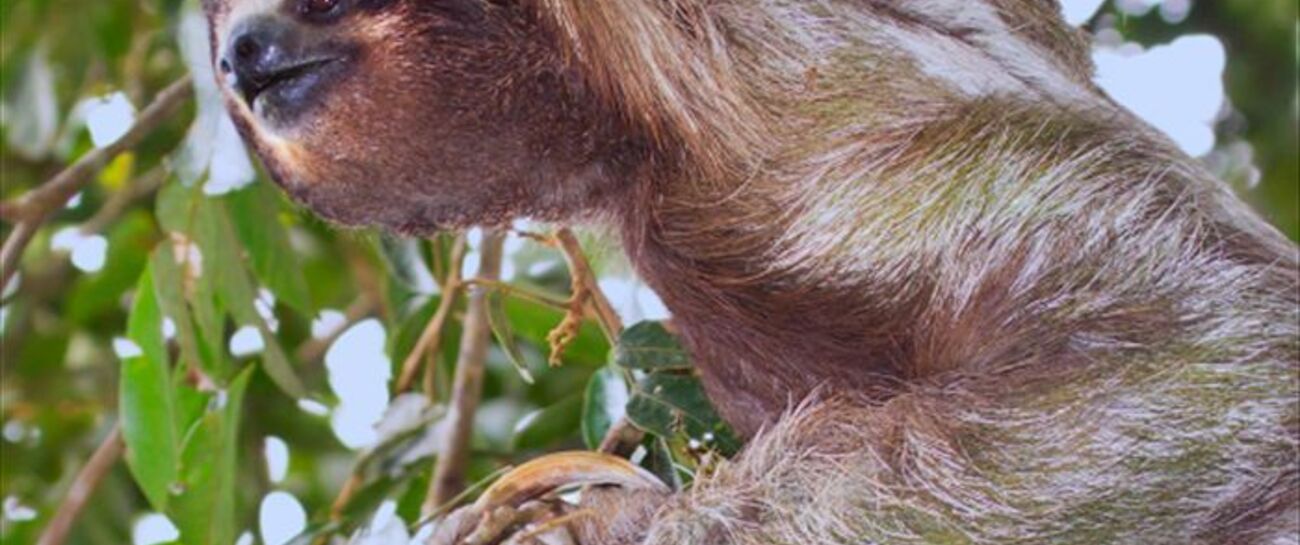 The Sloth and the Moth