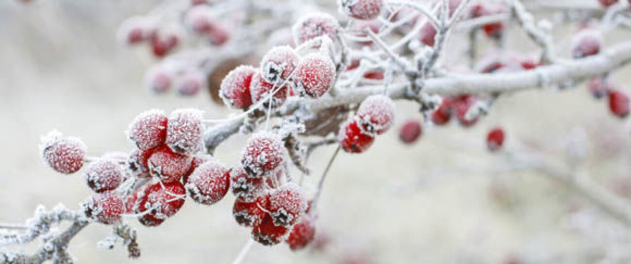 Frost