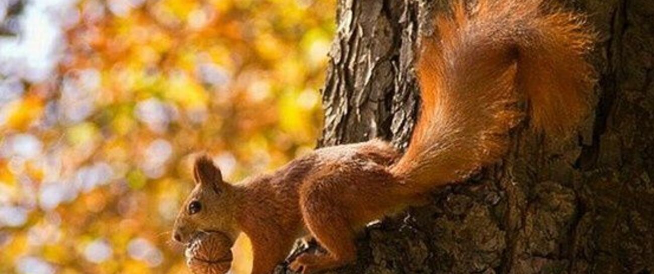 Autumn Tree