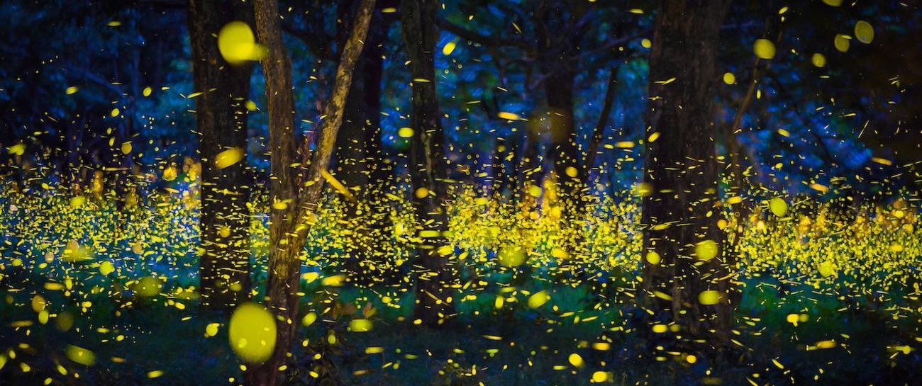 Forest full of firefliesđź§š