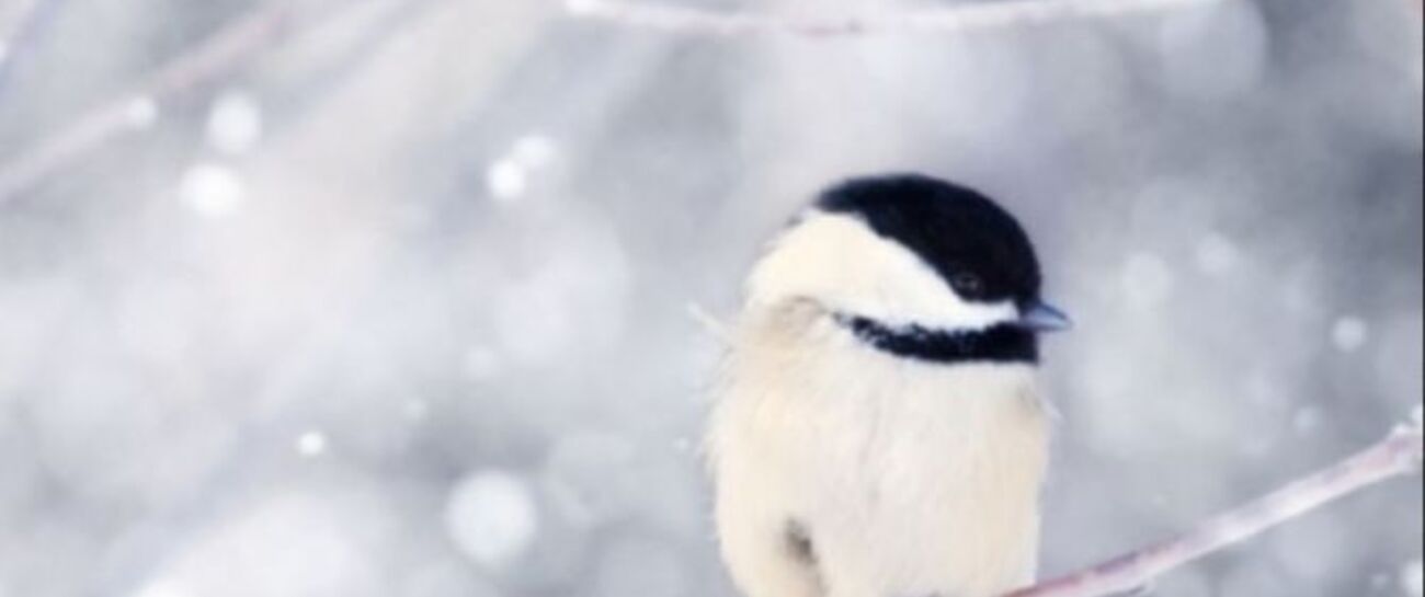 Winter Grief