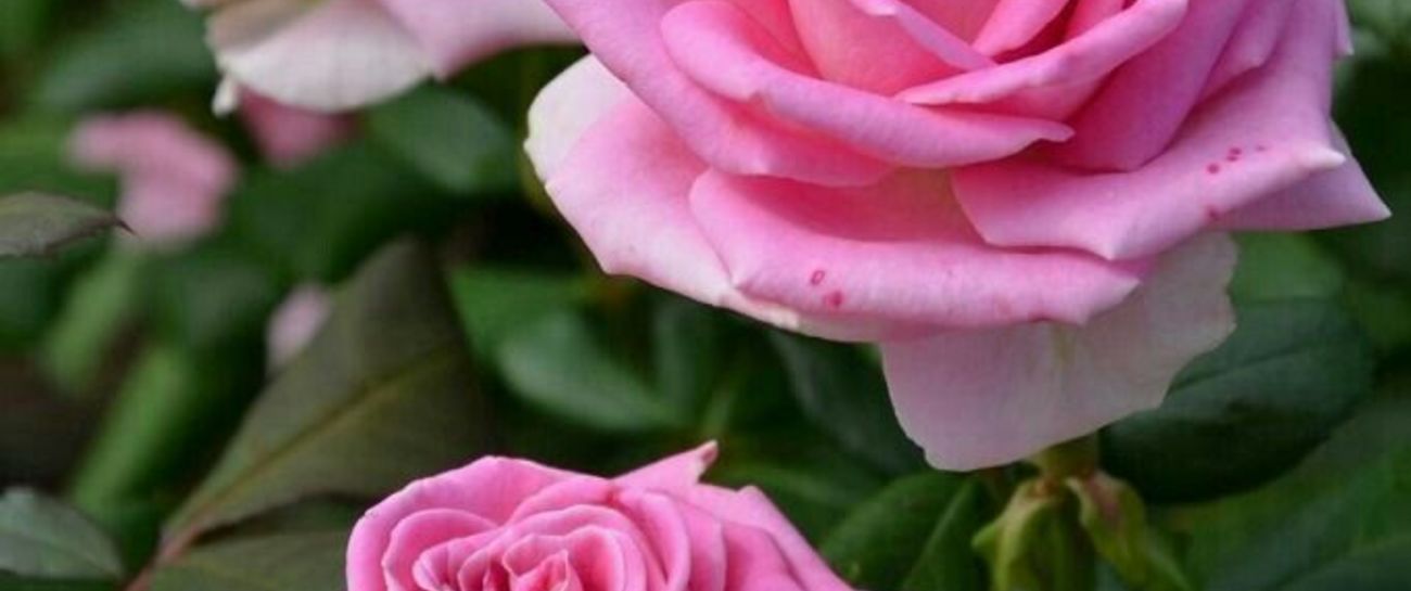 Whisper Of Love