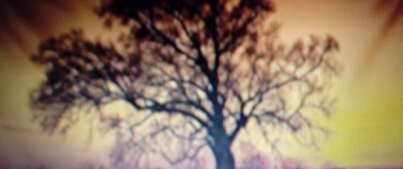 Trees To Remember