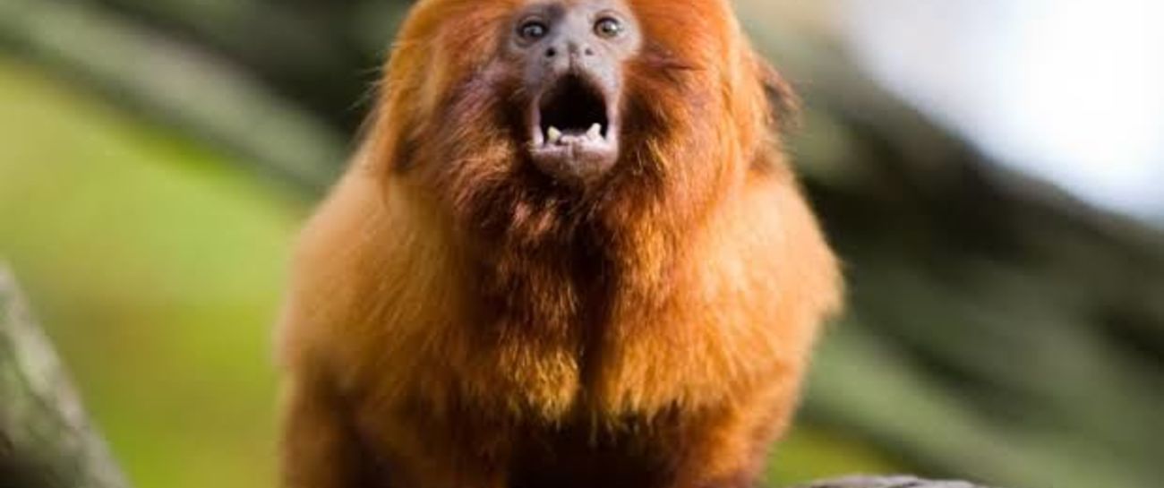 Au lion d'or