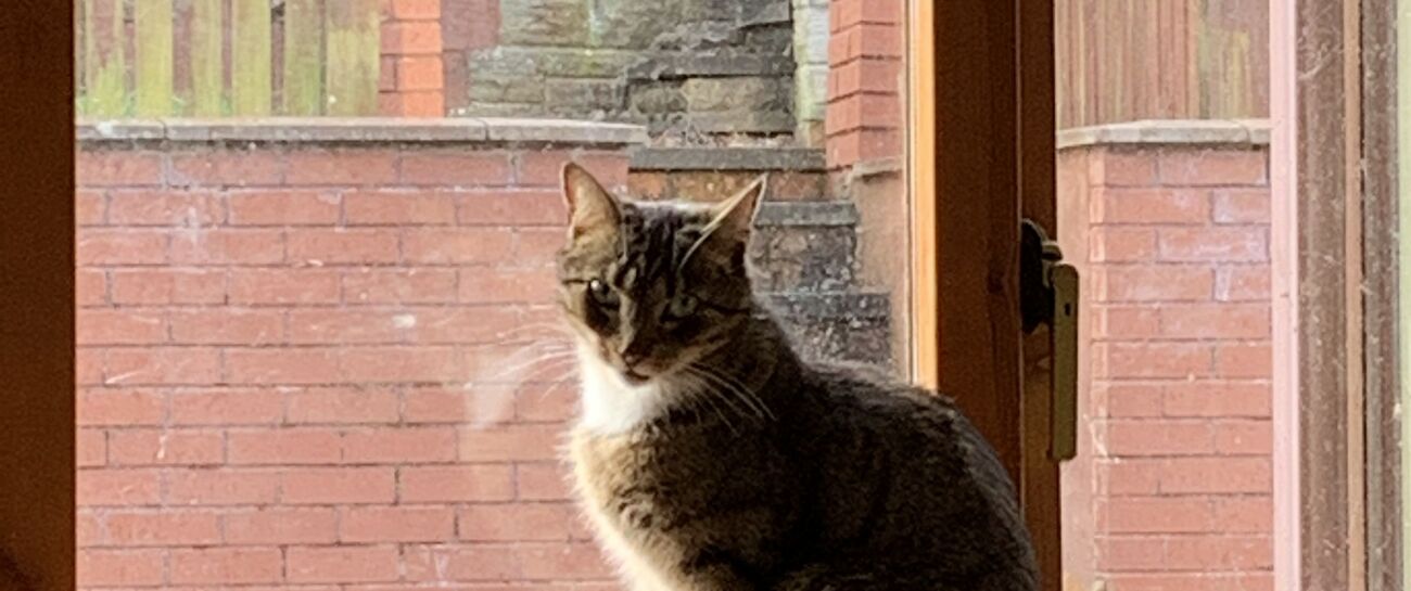 Kittypuss the cautious cat