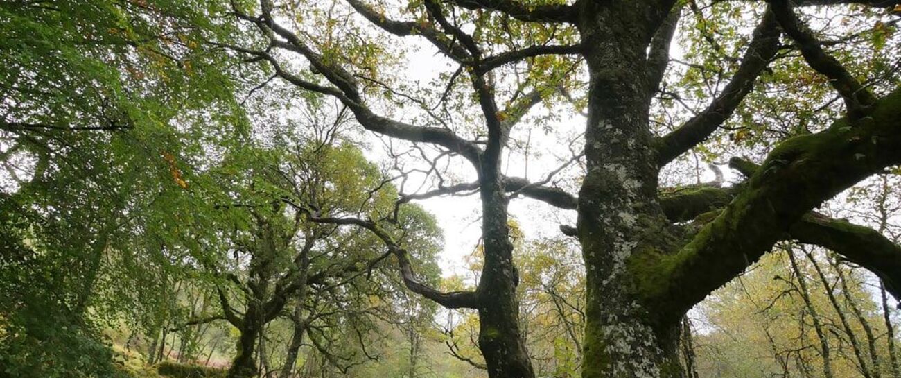 The tall oak tree and me