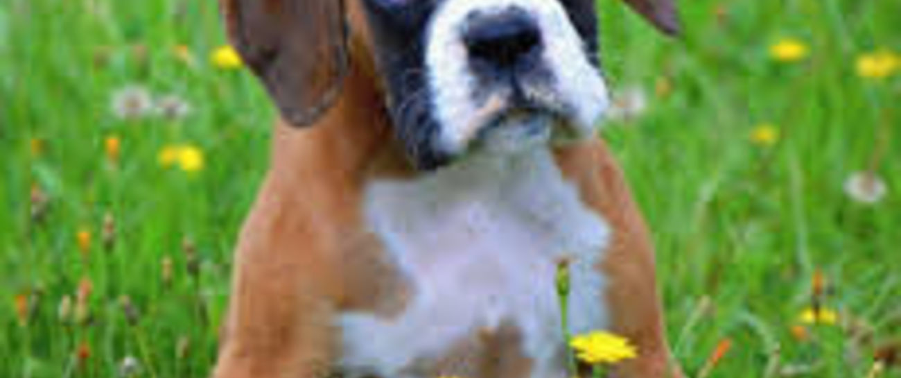 Billy the big Boxer
