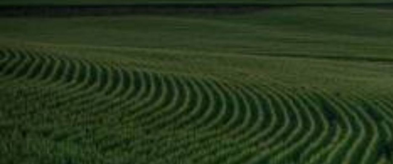 Cornfield of Abandonment