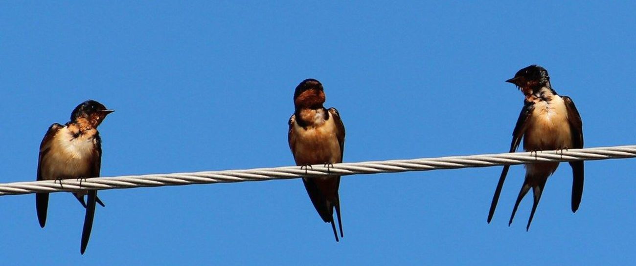 The Swallow’s Migration