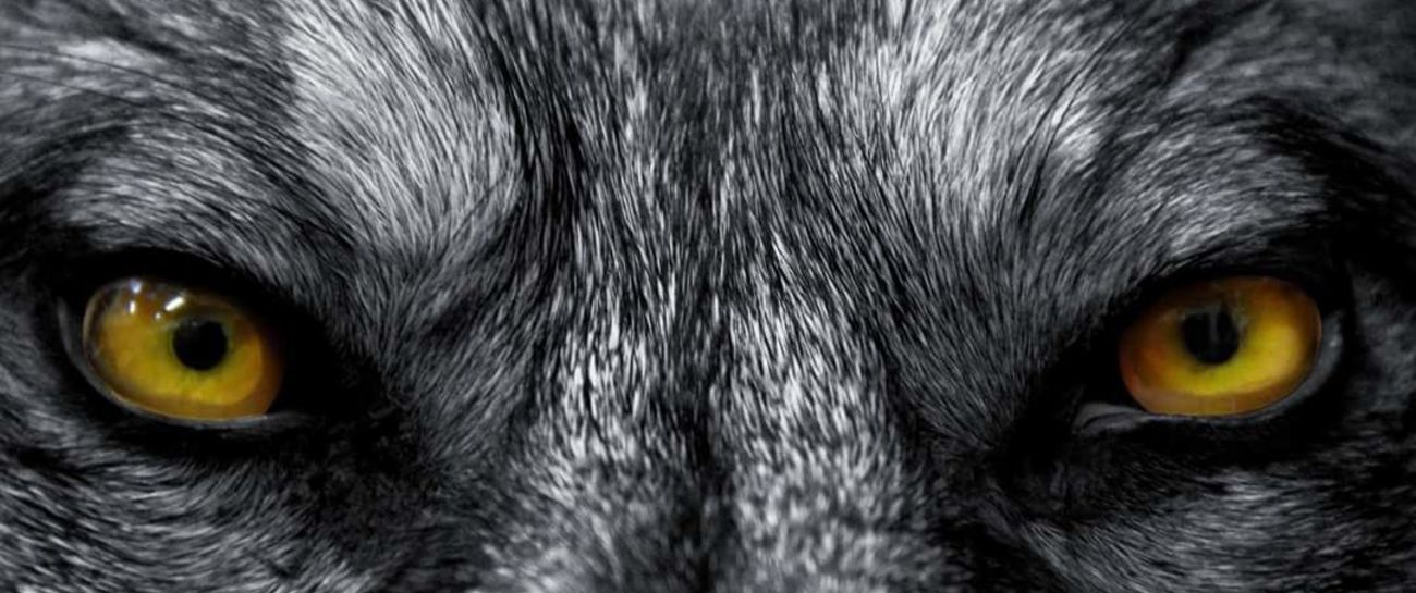 "HOWL"