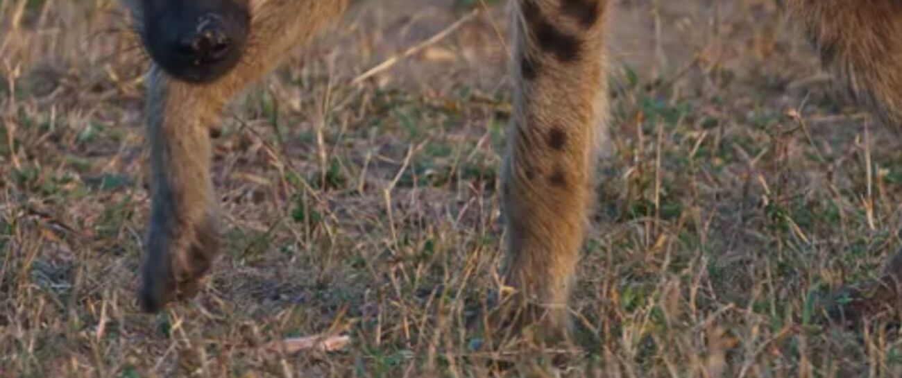 I Bite